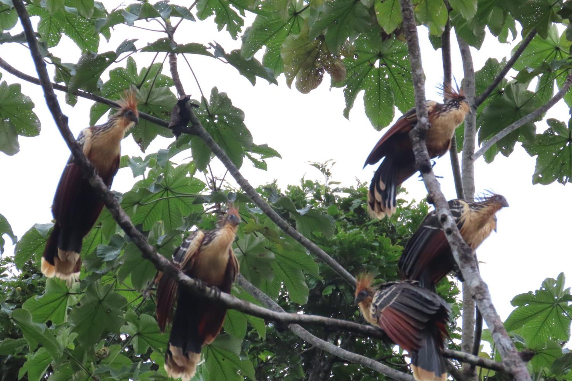 Hospedaje Y Tours Reina Arriera Amazonas Colombia Macedonia 外观 照片